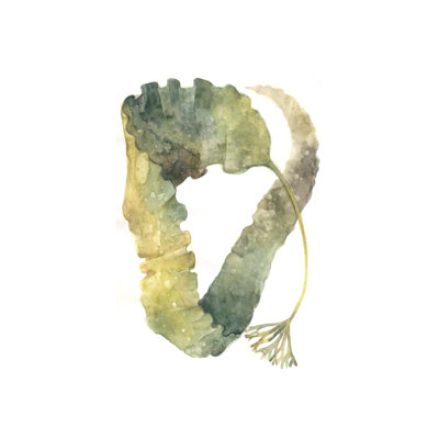 Aquarelle sur varech par Emma Brooks - impression