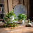 Ivy Arrangement in Pot