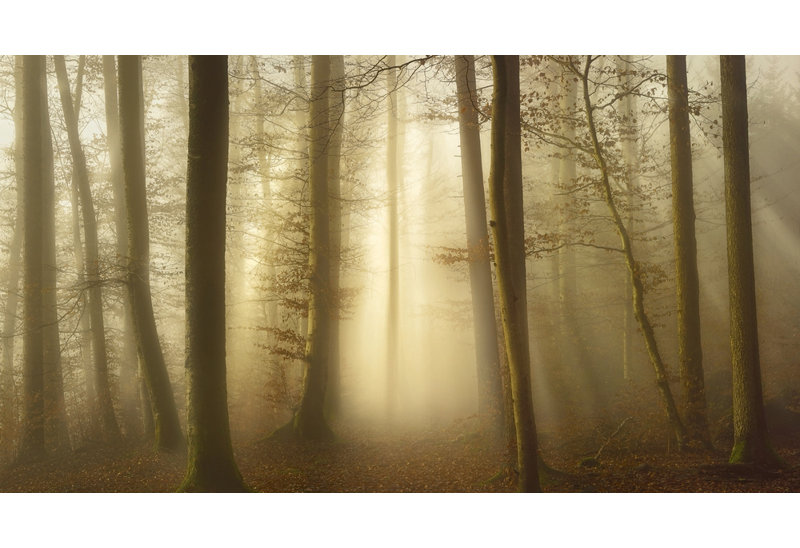 Wrapped Canvas Print, 50.8 cm H x 76.2 cm W