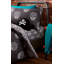 Skulls Easy Care Fitted Sheet-23641252