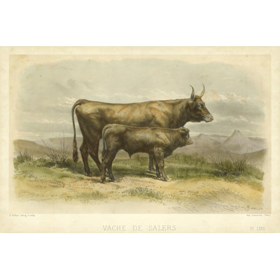 Vache De Salers