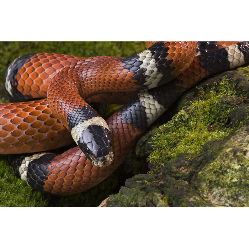 Milk Snake - Photographie sur toile tendue, H 32 po x l 48 po