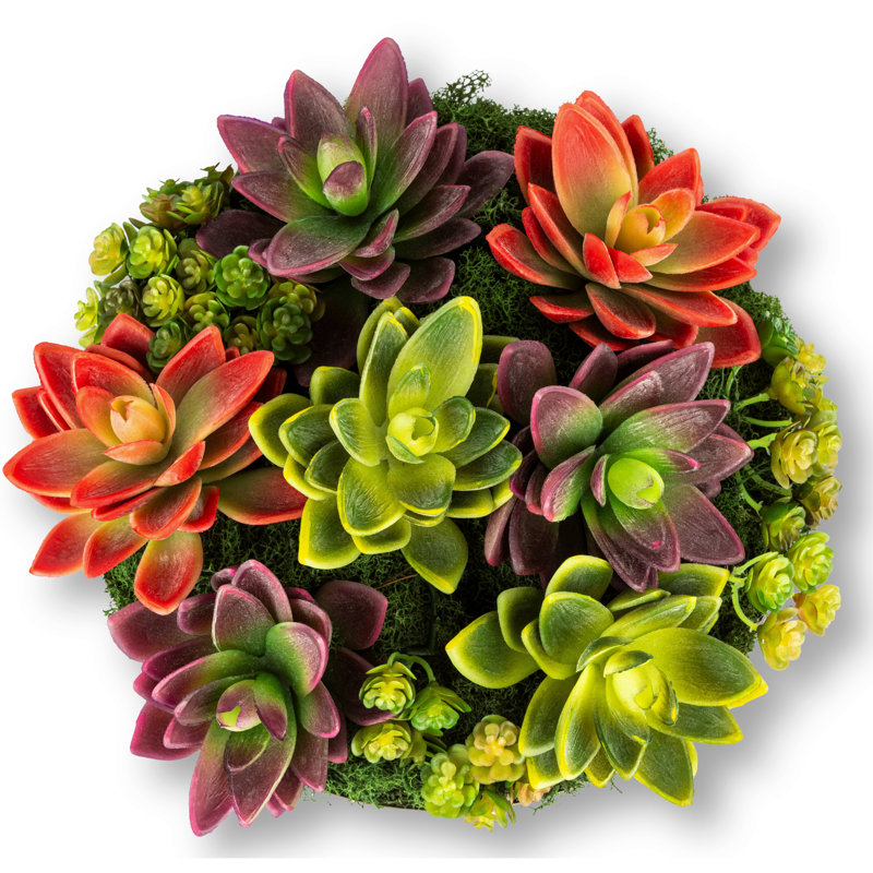 Petra Succulent Wooden Pedestal Arrangement