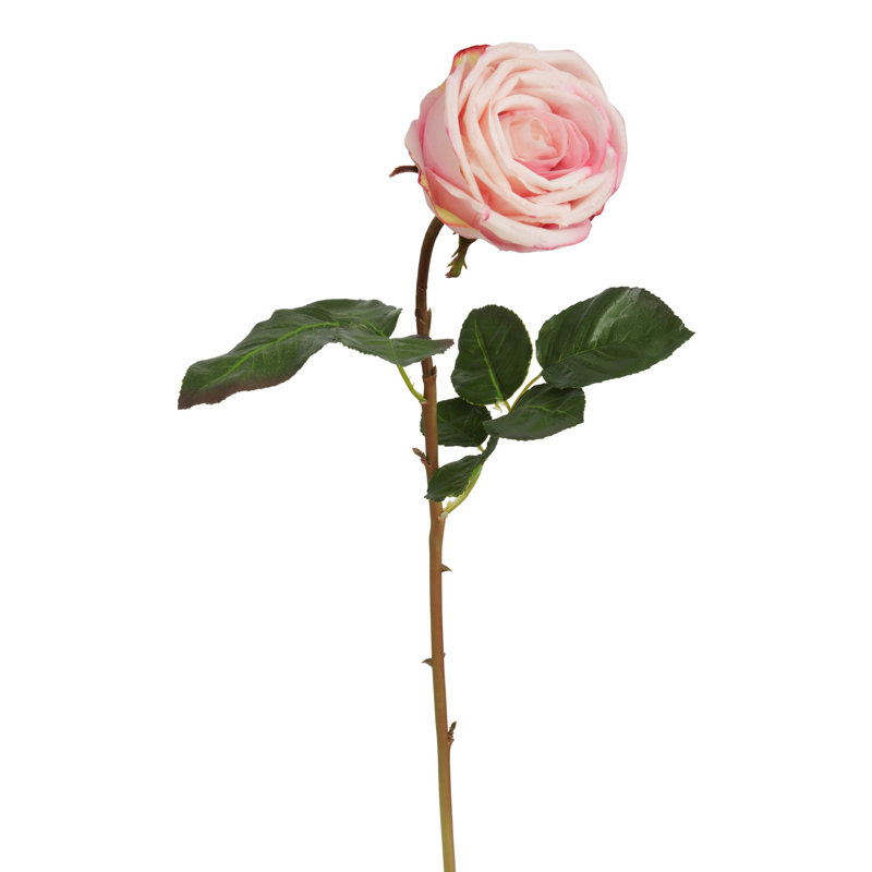 ECUADORIAN ROSE BUD SHORT STEM