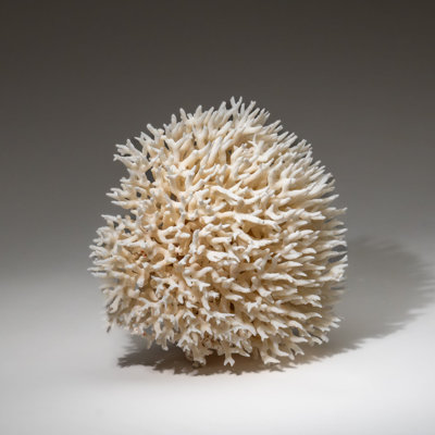 Véritable nid d'oiseau corail (2,5 lb)