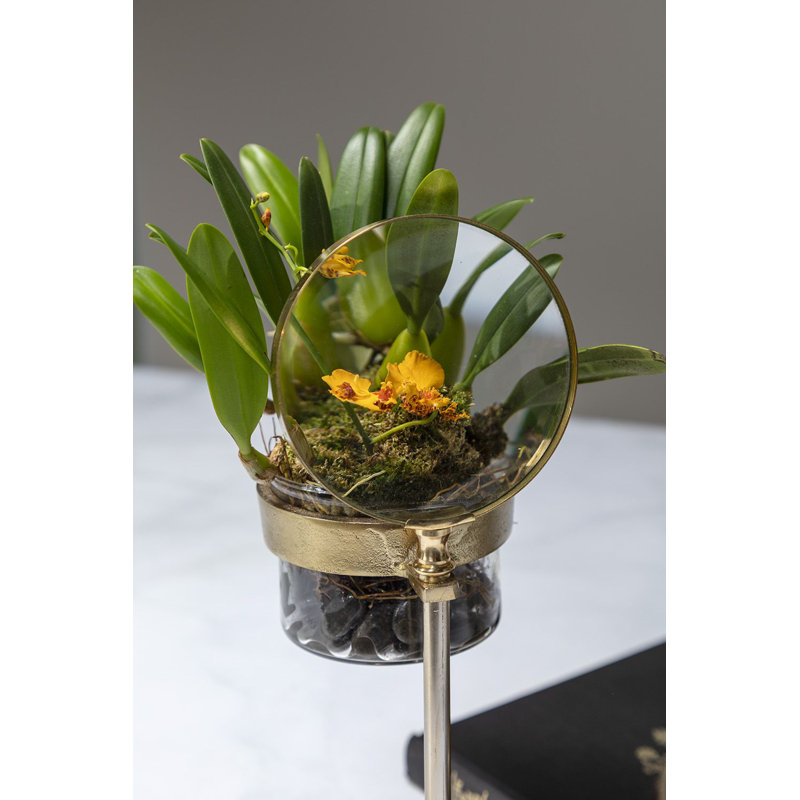 Verre espion, H 11,5 po x l 6,5 po x P 4,25 po