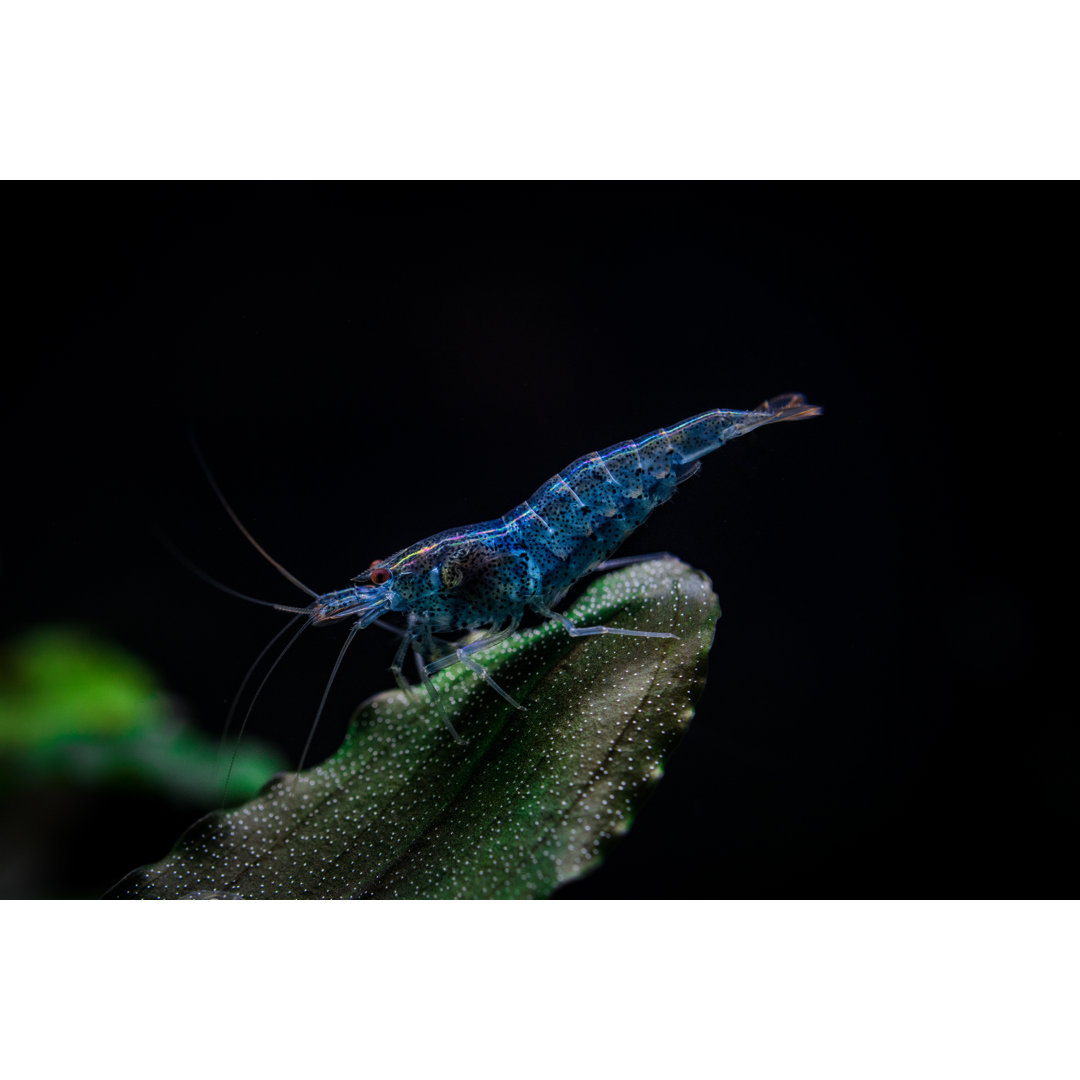 Blaue Aura-Garnele im Süßwasseraquarium von Andrej Resetniak - Leinwandbild