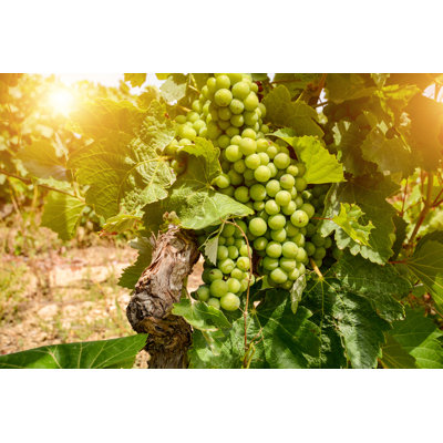 " Vineyards With Grapes " by Ah_Fotobox