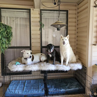 Tucker Murphy Pet™ Pretor Puprug Runner Faux Fur Memory Foam Dog