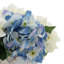 Mixed Hydrangeas In White Woven Planter-217356765