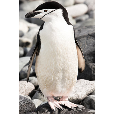 Chinstrap Penguin Antarctica by Mof
