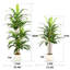 Arbre Dracaena artificiel 47 pouces avec pot de PP blanc gratuit - plante verte pour la décoration intérieure de la maison, du bureau et du salon