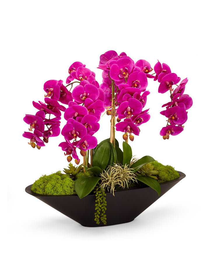 Orchid Arrangement in Planter T&C Floral Company Flower 