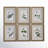 Botanical Study' - 6 Piece Picture Frame Graphic Art Print Set on Paper