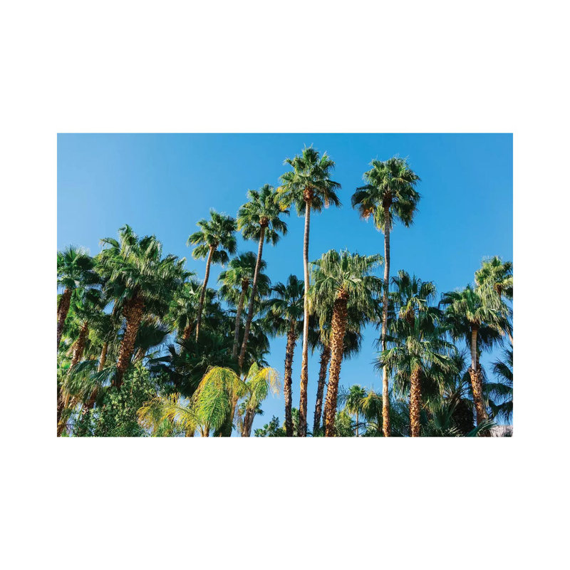 Palm Springs Palms III par Bethany Young - Estampe numérique sur toile tendue avec châssis, H 8 po x l 12 po x P 0,75 po
