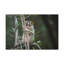 No Frame Print on Canvas-100038340
