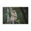 Wall Art on Canvas-100038340