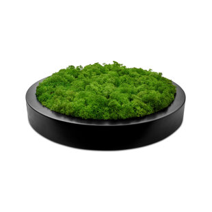 Moss Picture Reindeer Moss Round