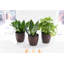 Live Low Light Houseplant Set-70535092