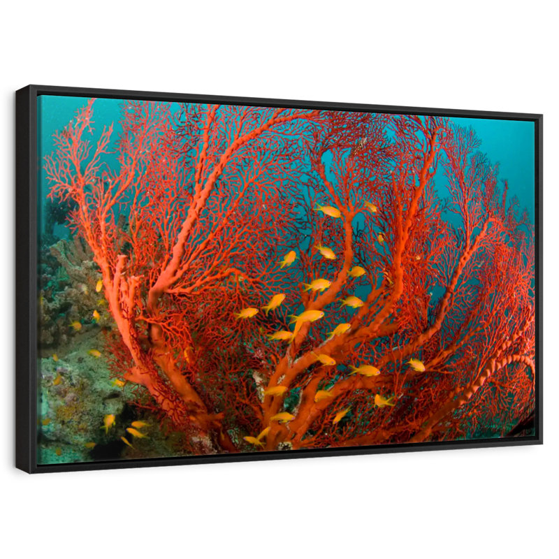 Corail de feu, 19 po x 13 po, Cadre flottant noir