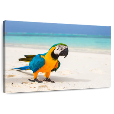Brampt Macaw On White Sand