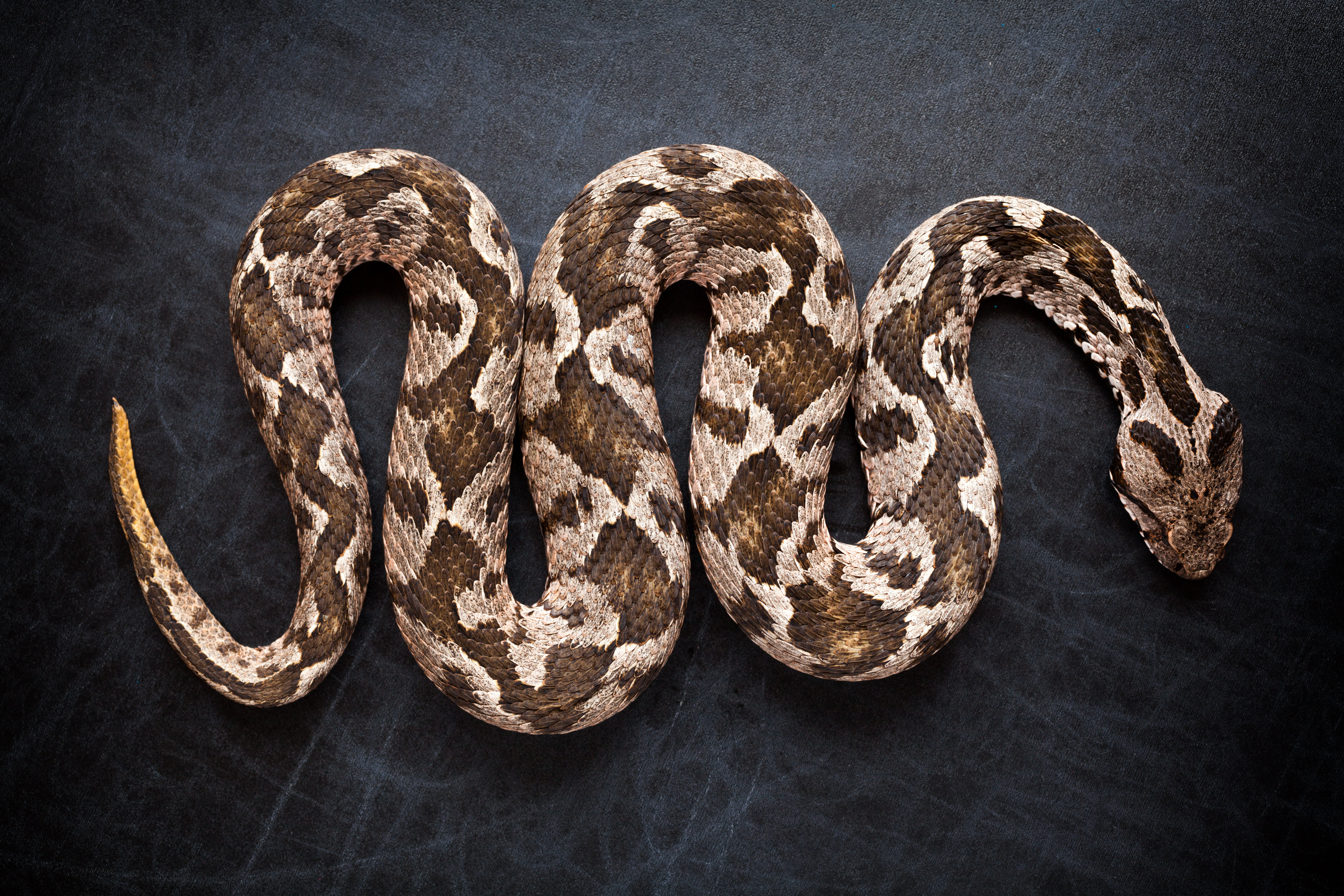 Millwood Pines Viper Snake by Blackboard1965 - Wrapped Canvas ...
