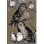 Parvez Taj - Wrapped Canvas Print-16671558