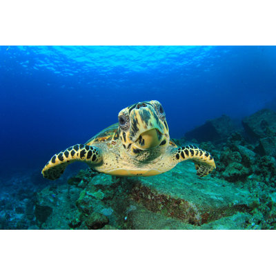 Hawksbill Sea Turtle - Wrapped Canvas Print