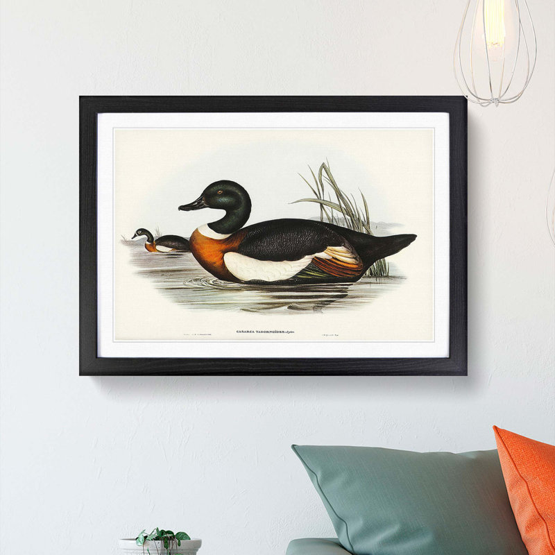 Two Ducks by Elizabeth Gould - Framed Print, 36cm H x 48cm W x 2cm D, Black Framed