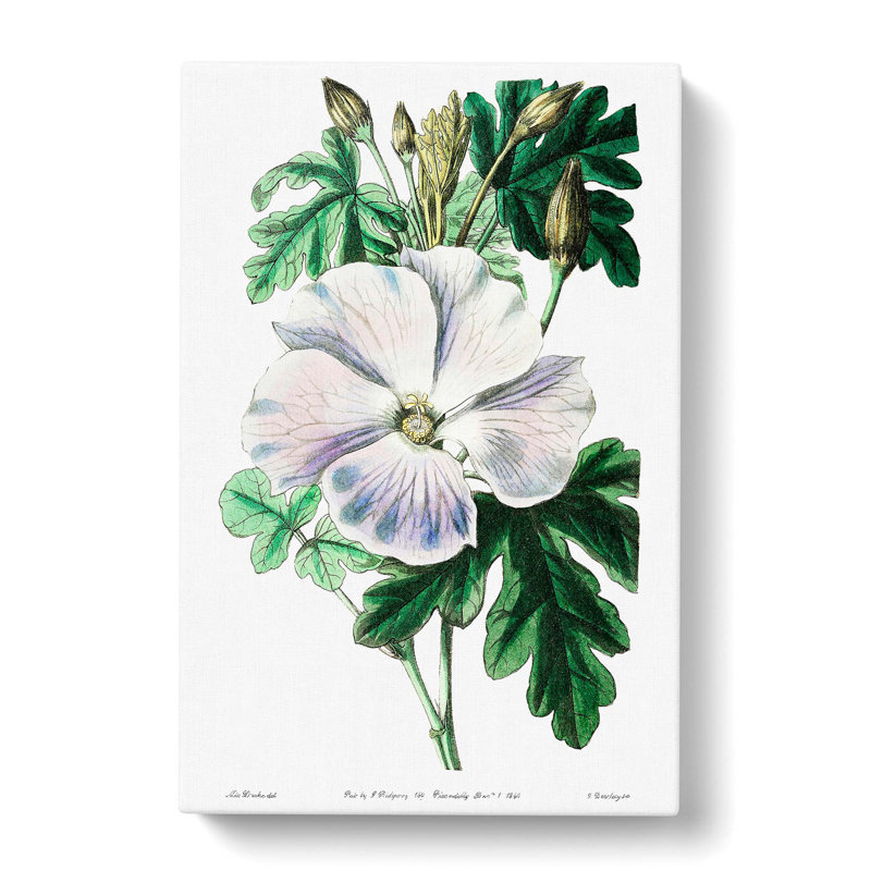 White Hibiscus Flower - Wrapped Canvas Print, 60cm H x 40cm W x 3cm D