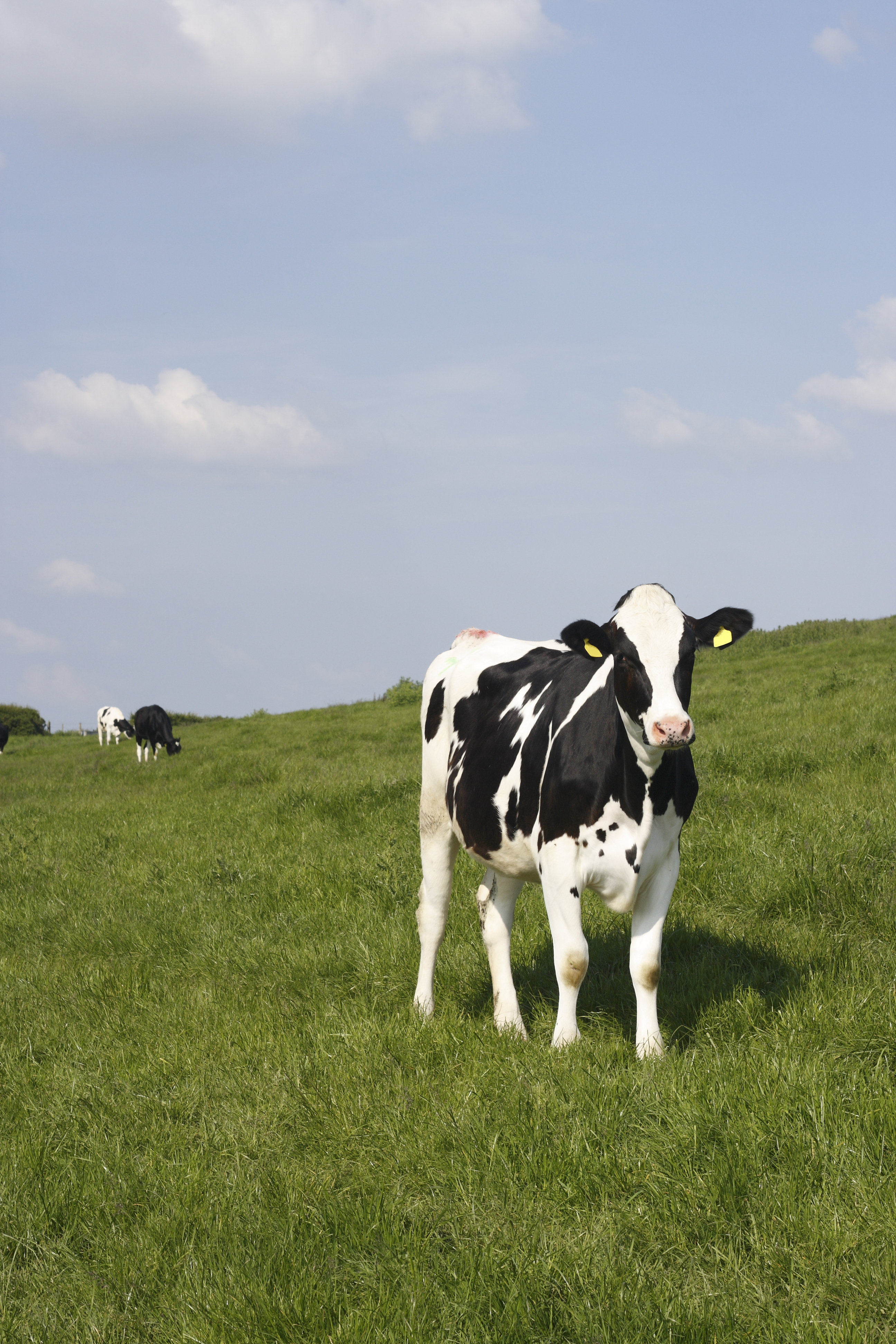 Solid Cows Gracie Oaks Cows In The Evening - Wayfair Canada