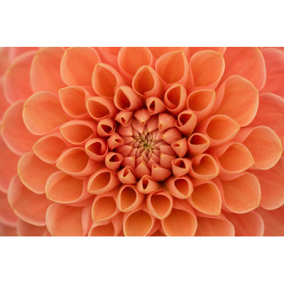 " Orange Dahlia Flower " by Ruthblack
