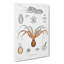 Octopus by A.A. Gould - Wrapped Canvas Painting-55323806