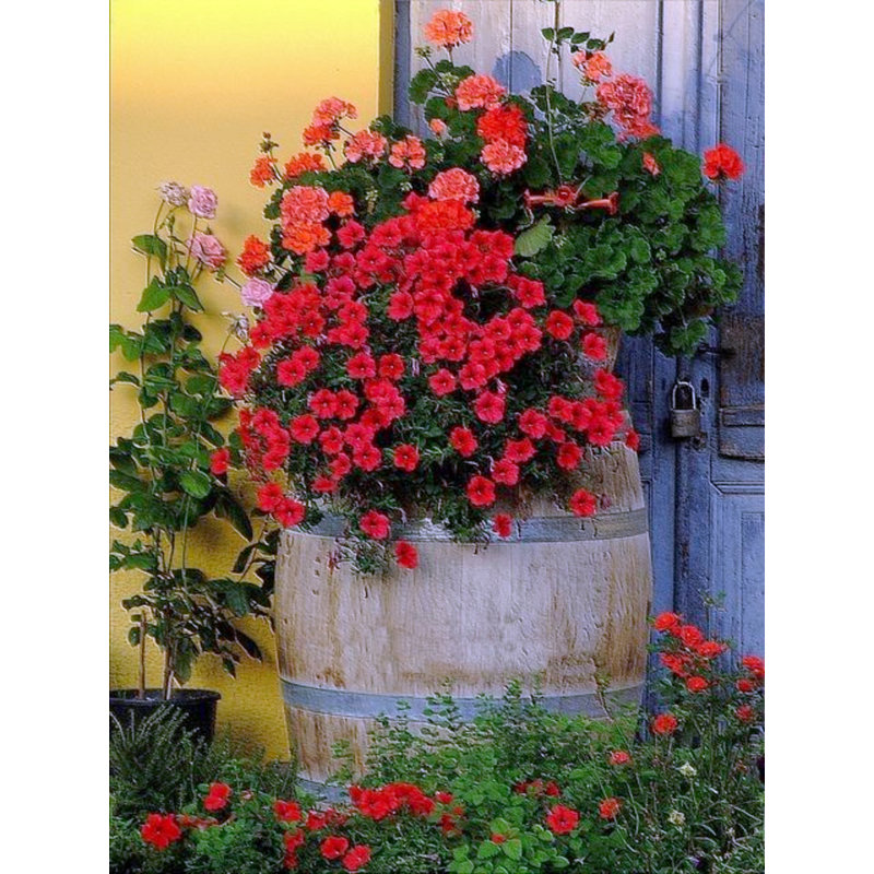 Lacquer Finished Oakwood Urn Style Tall Barrel Planter 27"W, 27"H X 27"W