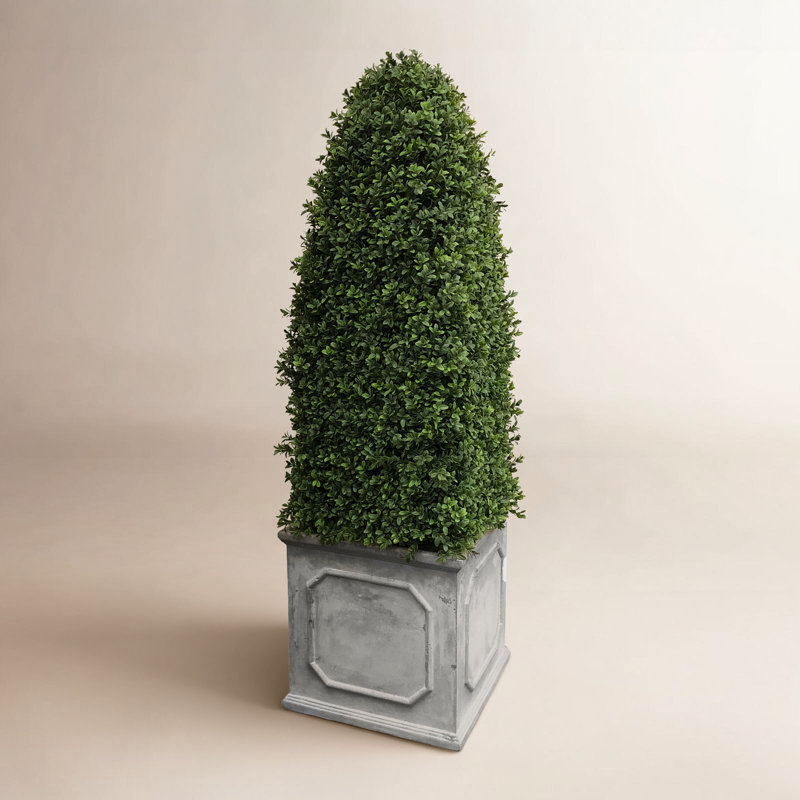 BULLET BOXWOOD IN A PLANTER