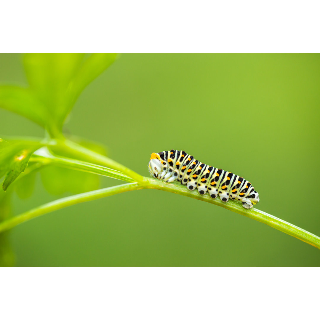 Green Caterpillar von Valio sl - Kunstdrucke auf Leinwand