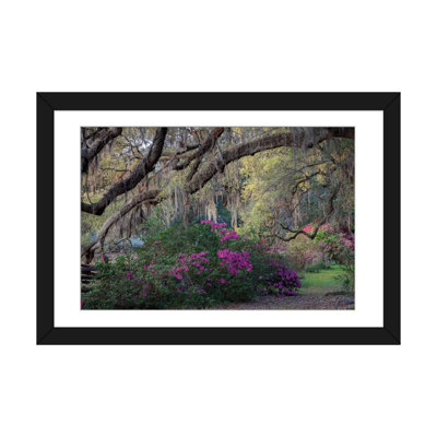 " Oaks and Azaleas " Print