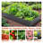 Raised Garden Bed