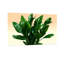 «Plants & Flowers Green Leaves Plant», reproduction d'art-695809806-695809812-695809808