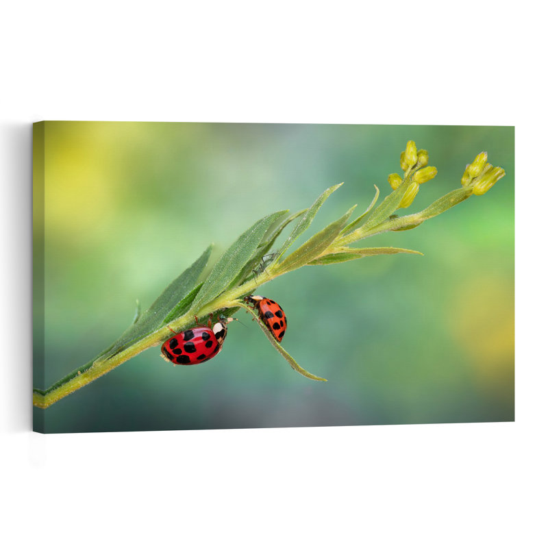 Red Ladybugs On Green Vibrant Abstract Ladybug Nature Plant Wall Art Print by Atul Saluja - Print, 30.48cm H x 45.72cm W