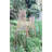 Wood Expanding Trellis-359272043-296567424