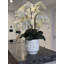 Matte Visage Vase With White Orchids
