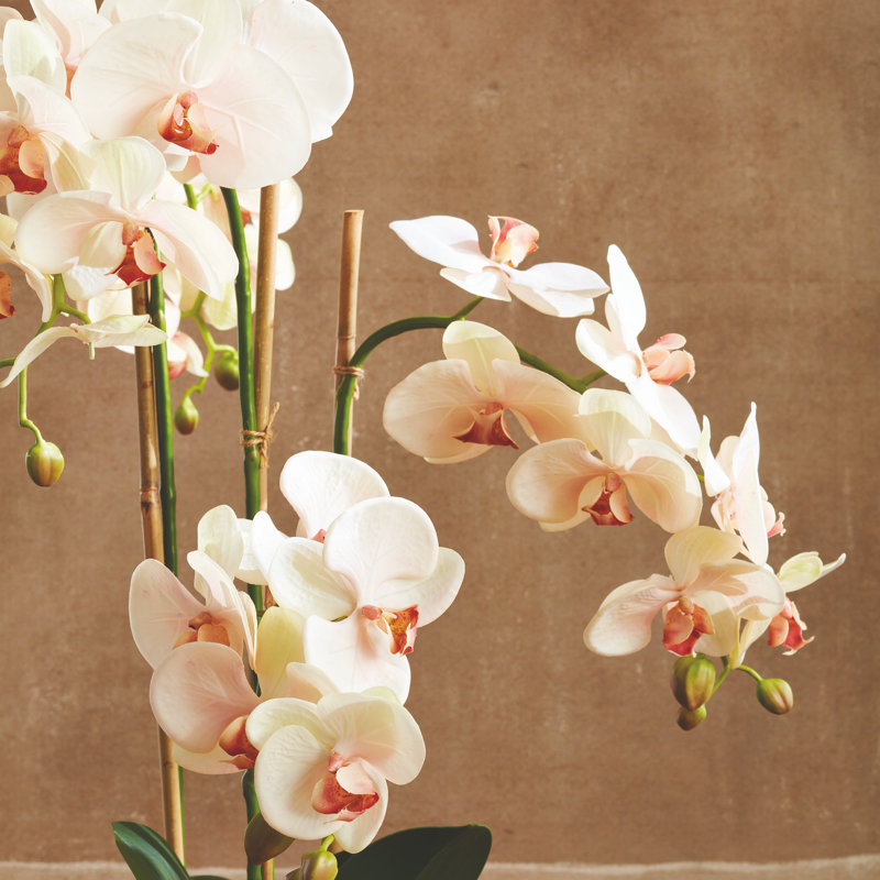 OrchidÃ©e rose pÃ¢le Stiles, cultivÃ©e Ã  la main, avec motte