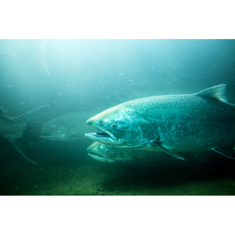 Rivière truite Steelhead par Davealan, H 8 po x l 12 po