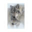 Wild Devotion - Gray Wolves-956310168-956310164