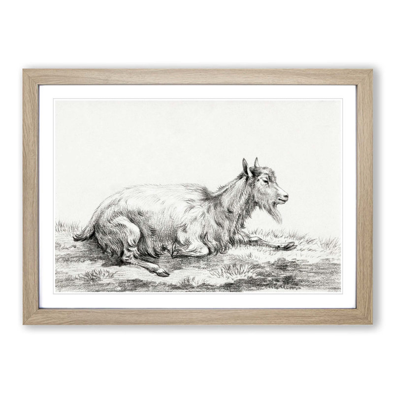 Resting Goat by Jean Bernard - Picture Frame Drawing Print, Oak Framed, 48cm H x 65cm W x 2cm D