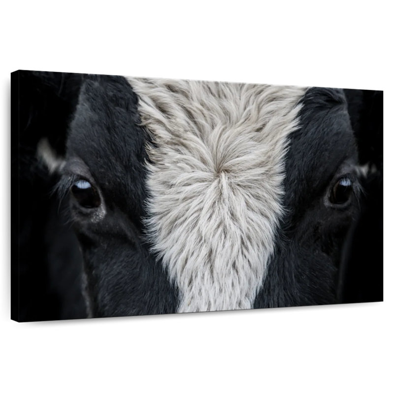 Yeux de vache Brampt, H 20 po x l 30 po