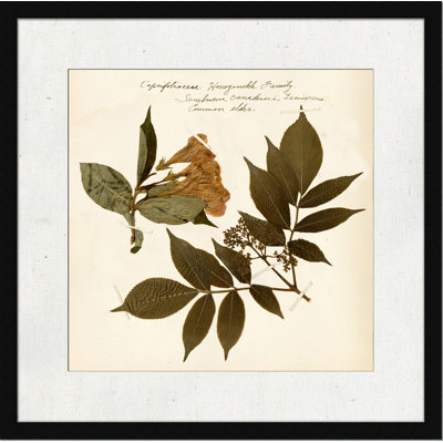 Pressed Botanical " Pressed Botanical 6 "