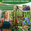 177.8cm H x 32cm W Metal Arched Trellis
