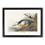 Western Ducks by John James Audubon - Picture Frame Painting Print-55641961-55641964